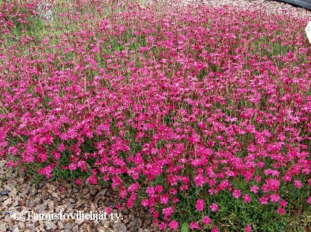 Dianthus deltoides 'Brilliant'